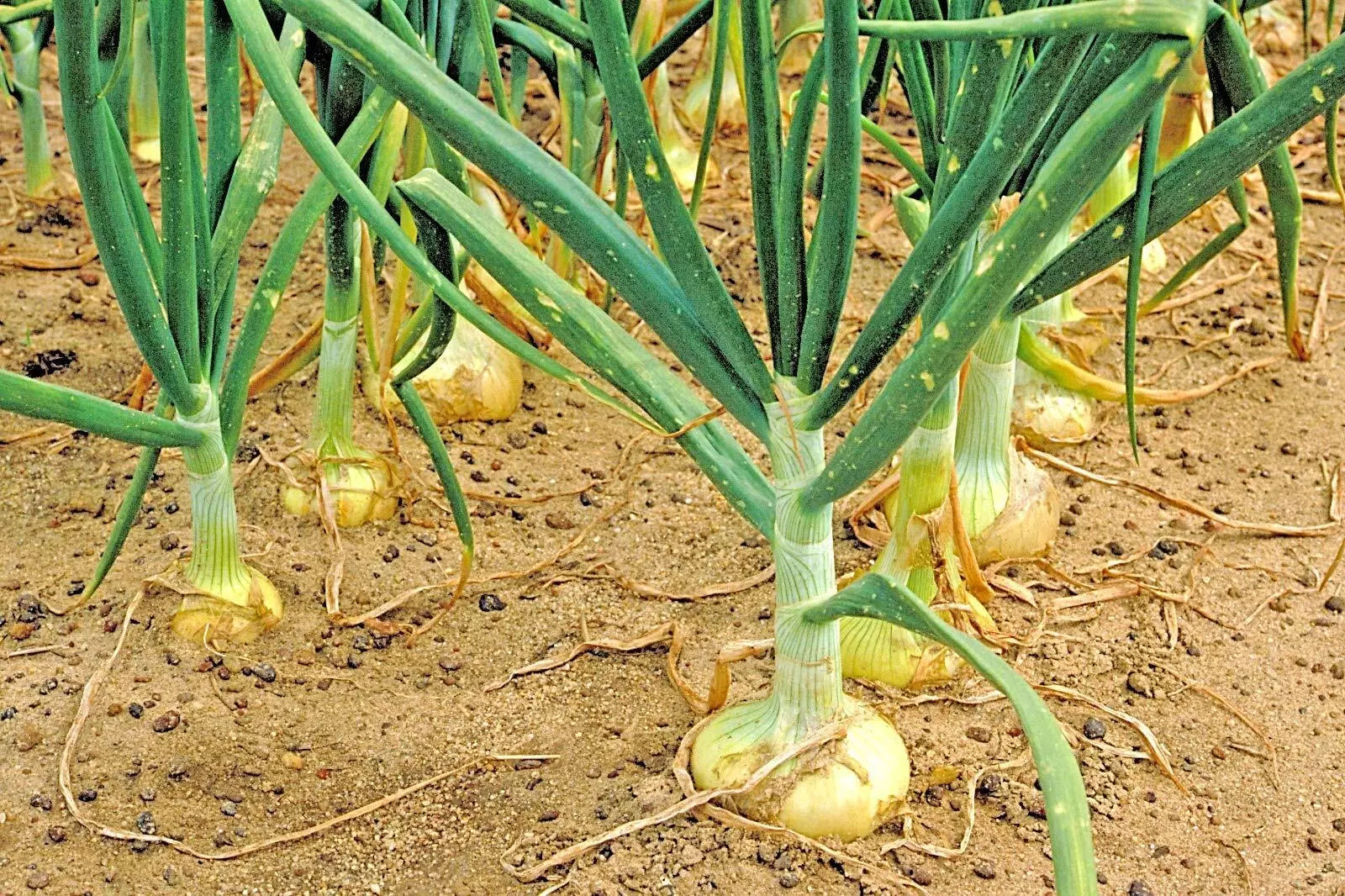 Organic Vidalia Sweet Onion Seeds - Non-GMO Allium cepa for Spring & Fall Garden Planting