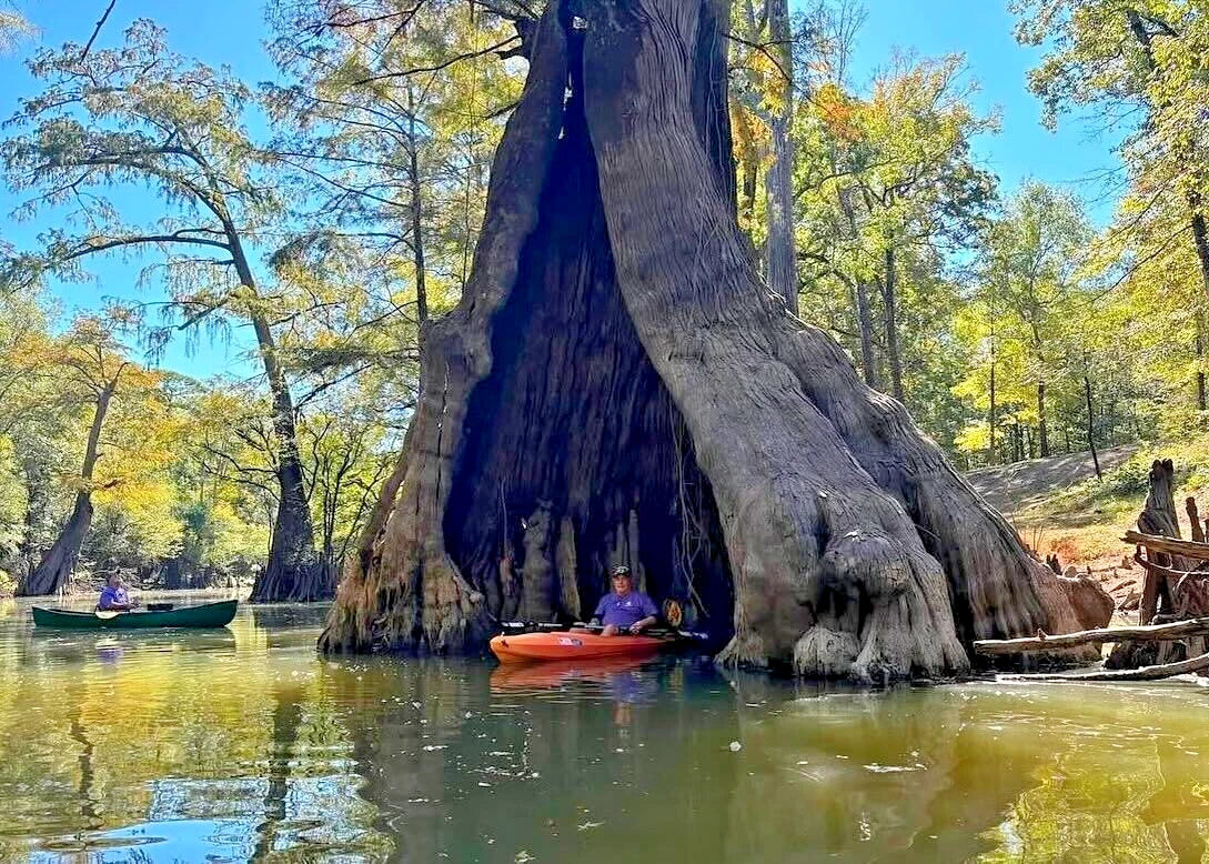 Southern Bald Swamp Cypress Tree Seeds - Taxodium distichum - Wetland Tree Seeds for Landscaping & Fall Colors