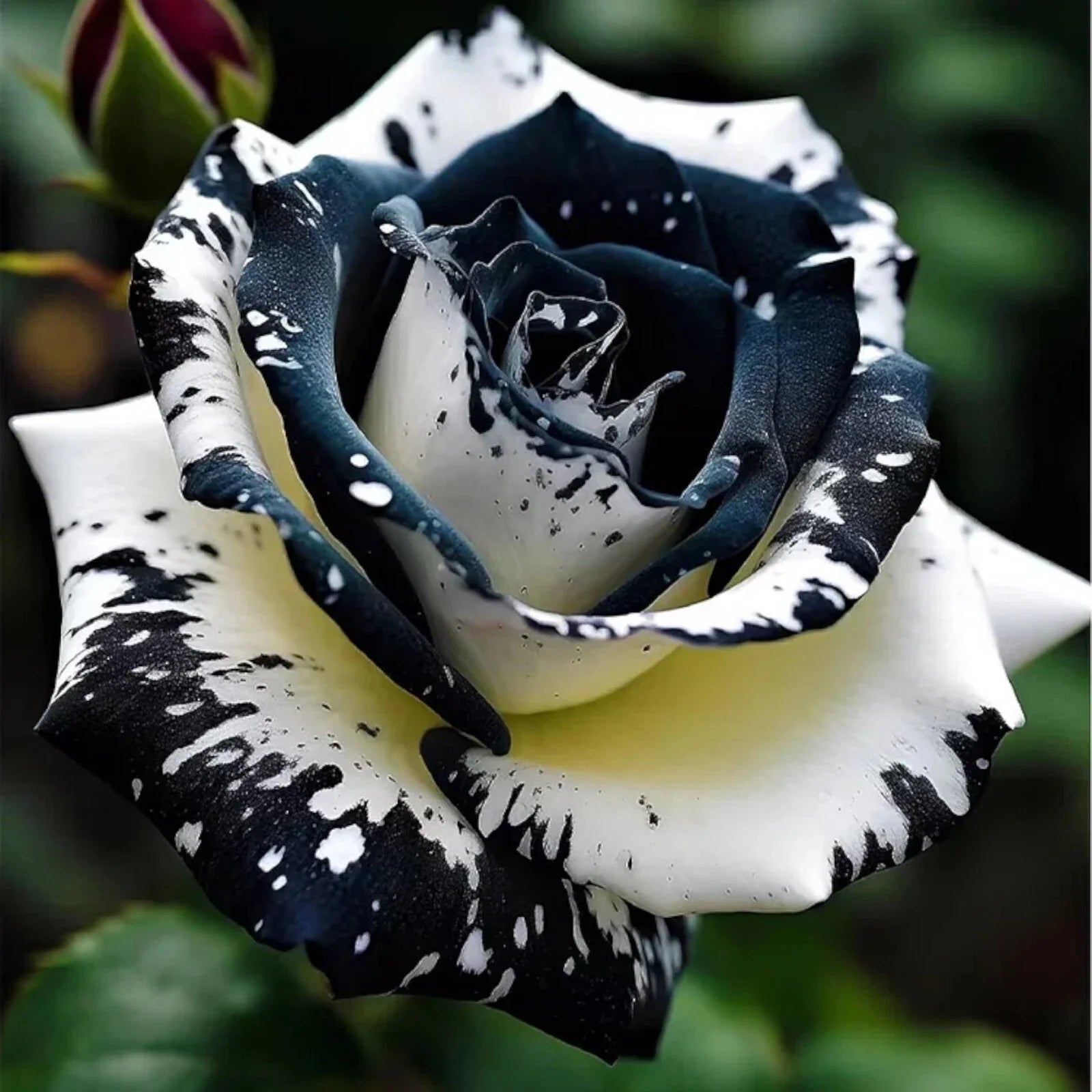 Black & White Rose Seeds - 20pcs Non-GMO Heirloom Rosa spp. for Garden Planting