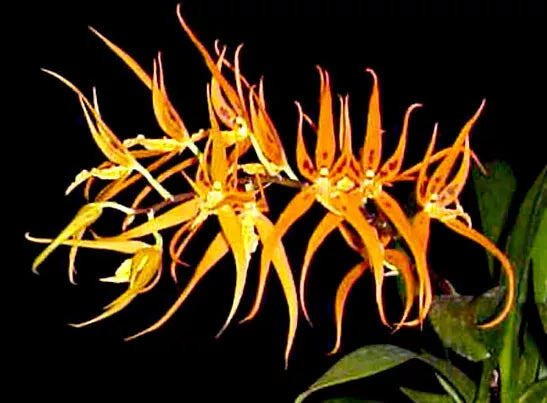 Orchid Plant 2.5" Pot Brassia Orange Delight 'Hilo Sunrise' - Vibrant Orange Blooms, Spider-Shaped Flowers, Indoor Orchid