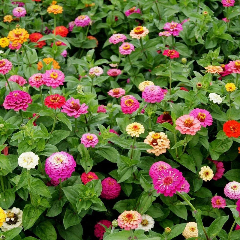 Zinnia Seeds Pumila Mix - Cut and Come Again, Variety Size Packets | Zinnia elegans