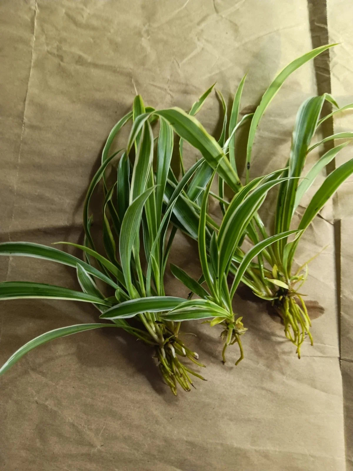 Reverse Variegated Spider Plant Pups – Air Purifying Houseplant – Chlorophytum comosum – Easy Care Indoor Plant