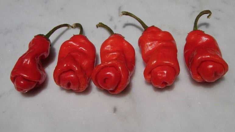 Red Peter Pepper Seeds - 10 Heirloom Very Hot Chili Seeds Capsicum annuum