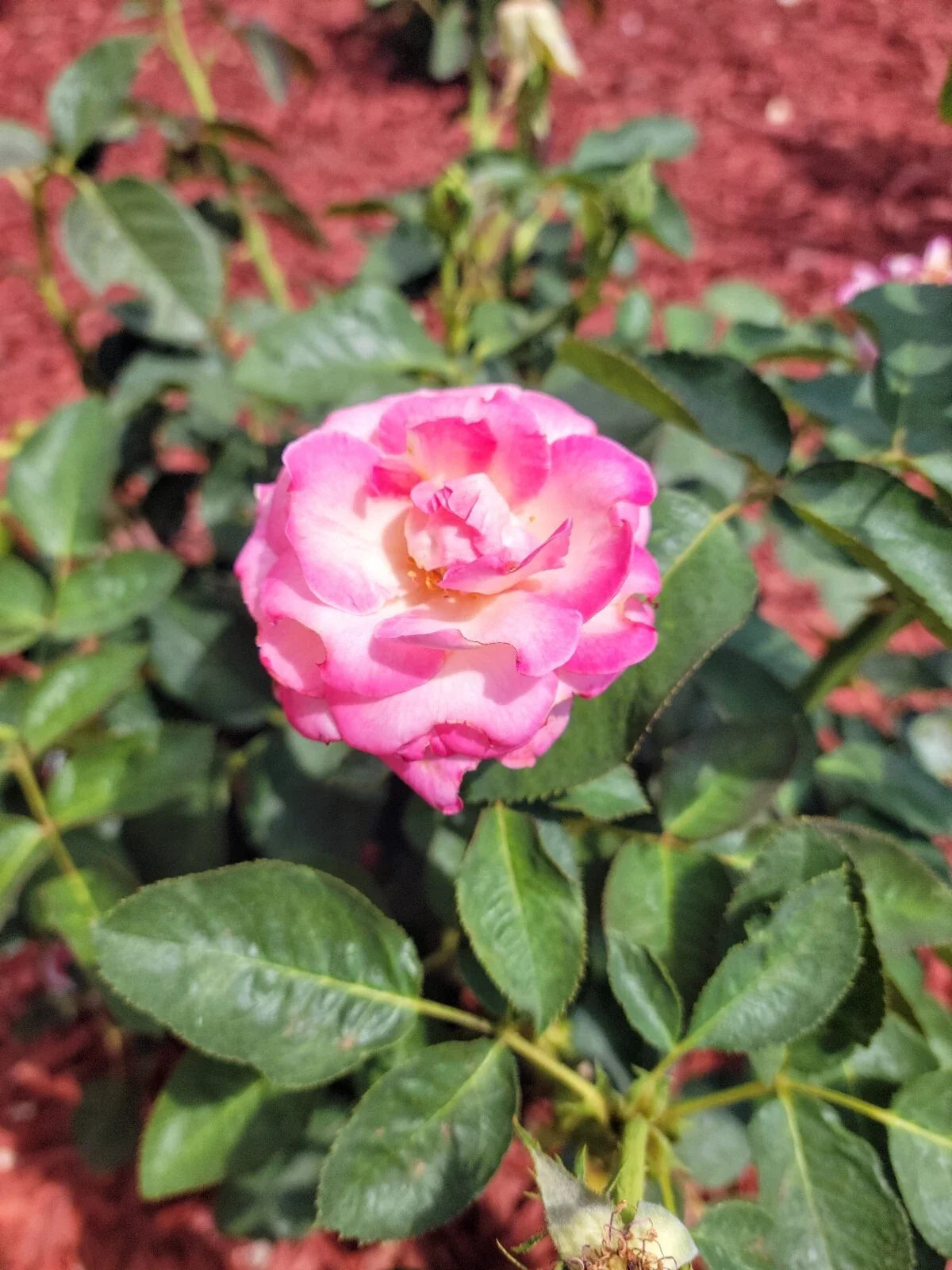 Cali Dreamin Rose Cuttings 4 Pack Garden Roses Rosa spp. Bright Pink Blooms for Borders & Containers
