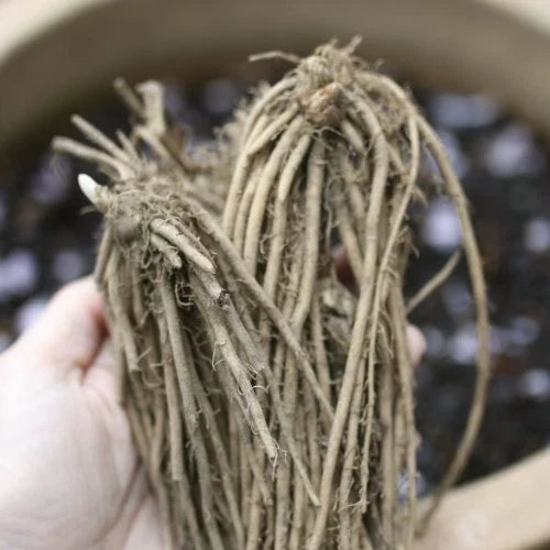 Mary Washington Asparagus Crowns - 10 Bare Root 2-Year Green Asparagus Officinalis for Home Gardens