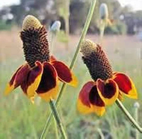 Mexican Hat Flower Seeds - 100 Fresh Ratibida columnifera Seeds with Free USA Shipping