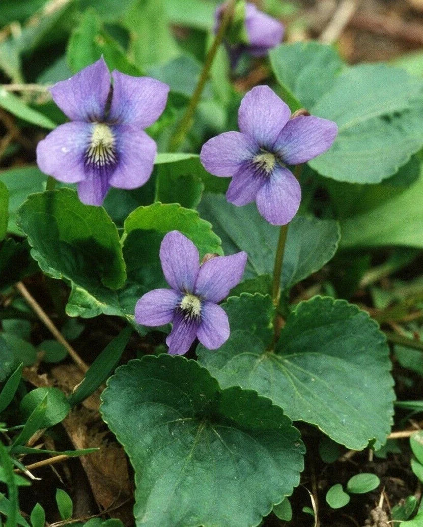 Purple Viola Plants 5-Pack | Viola sororia | Edible Perennial with Heart-Shaped Leaves & Blue Violet Flowers | Butterfly Attractant