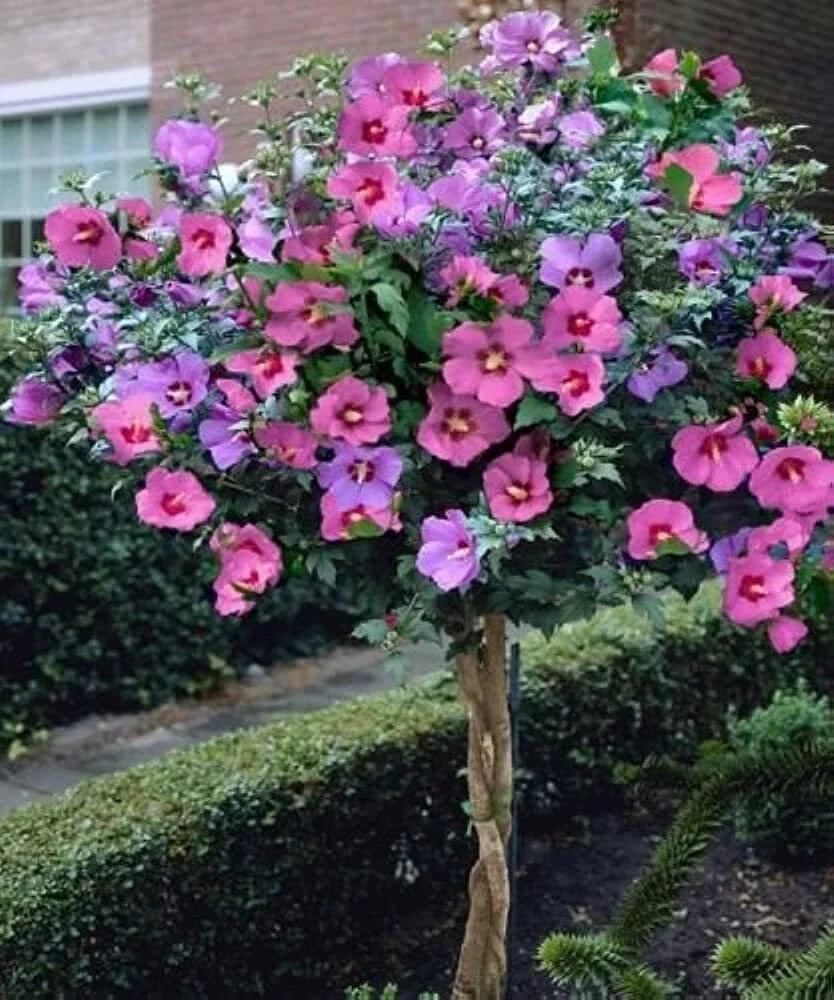 Rose of Sharon Bush Seedlings 3 Pack Hibiscus syriacus Hardy Flowering Shrubs for Garden Planting