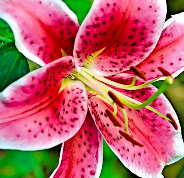 Oriental Lily Bulb 16-18cm, Stargazer Red & White Fragrant Lilium, Flower Bulb for Garden & Cut Flowers