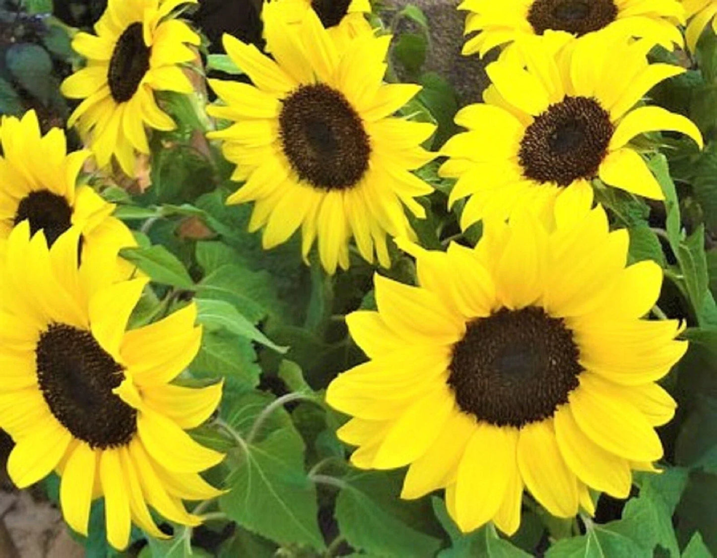 Lemon Queen Sunflower Seeds 50+ Non-GMO Helianthus annuus Bright Yellow Blooms for Garden & Cut Flowers