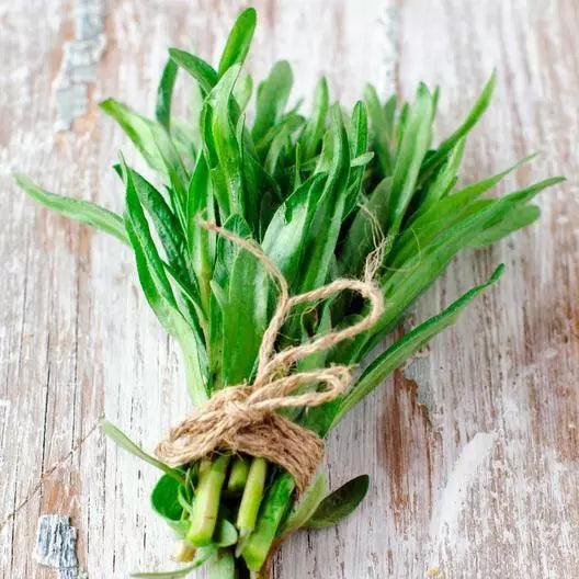 Tarragon Seeds 2000 Count Artemisia dracunculoides Culinary Herb for Cooking and Gardening