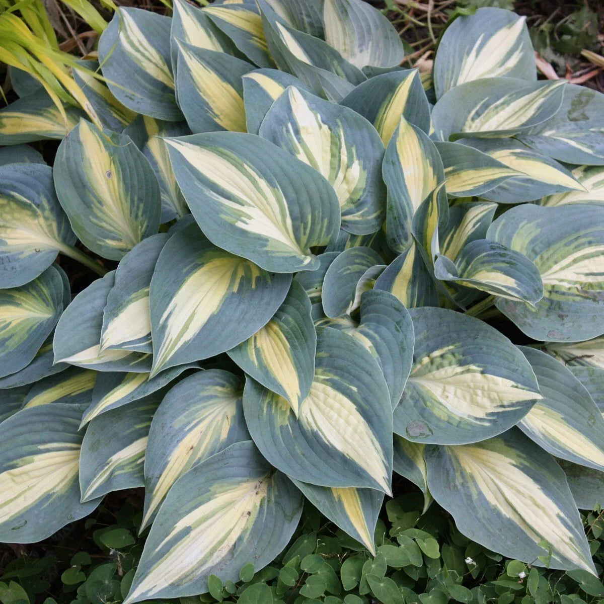Hosta High Society 5.25" Pot - Variegated Shade Perennial Plant for Gardens