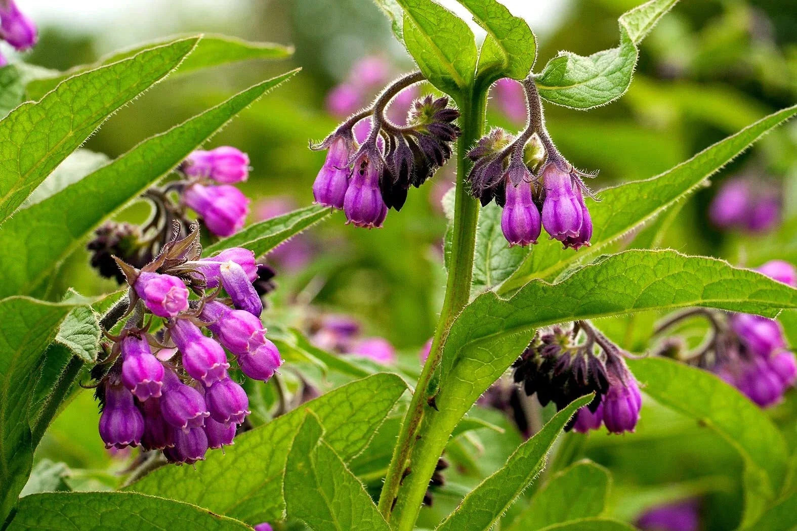 True Comfrey Seeds 30 Pack Non-GMO Heirloom Symphytum officinale for Gardens, Pollinator Attractant