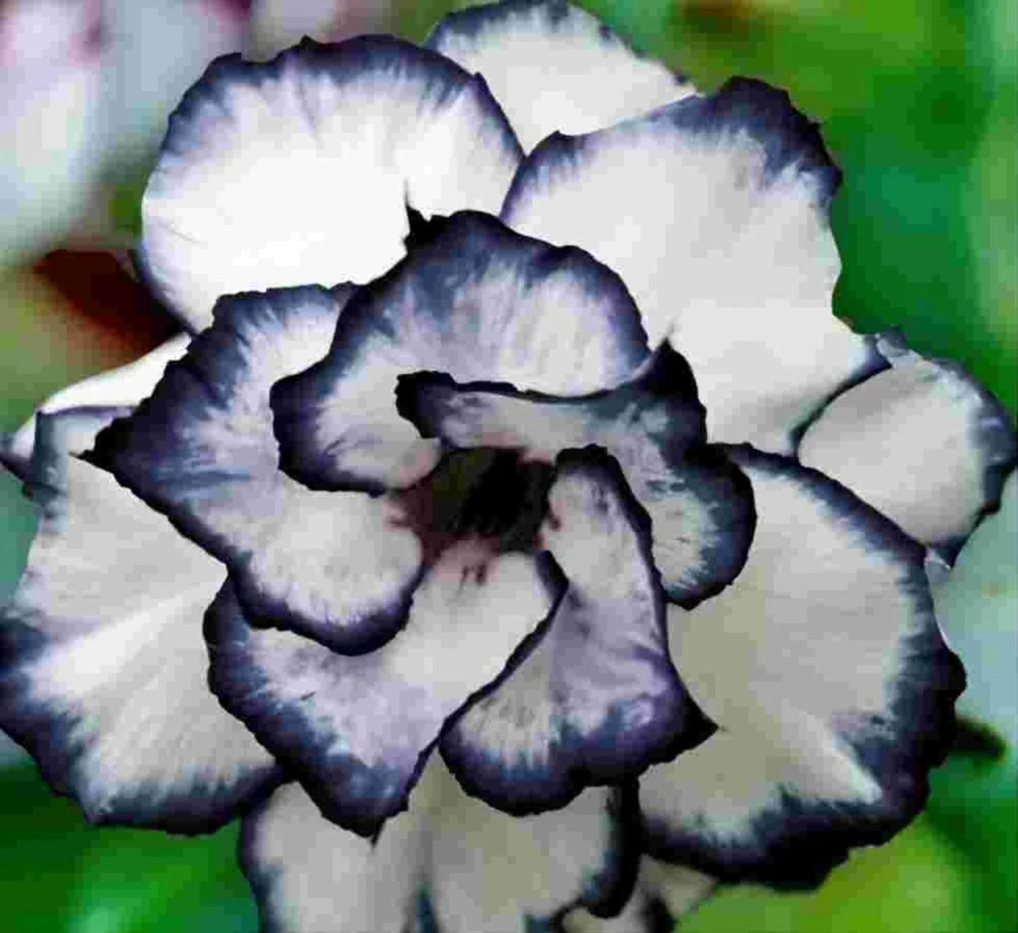 Desert Rose Seeds 5 pcs Adenium obesum Peony Bonsai Drought-Tolerant Succulent Plant Seeds for Garden and Container