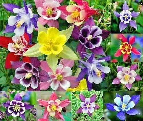 Multicolor Columbine Seeds 100 Non-GMO Aquilegia caerulea for Garden, Perennial, Vibrant Flowers, Pollinator Attractant