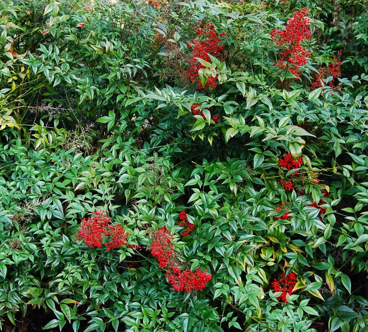 Nandina Domestica Live Plants 3-Pack Seedlings Heavenly Bamboo Shrub, Ornamental Garden Plants, Chinese Sacred Bamboo