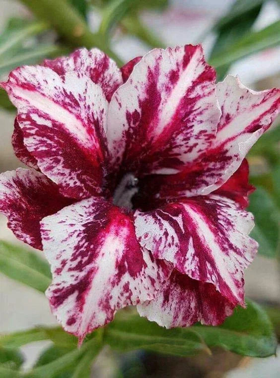Desert Rose Seeds - 4 White Purple Adenium Obesum Perennial Flower Seeds