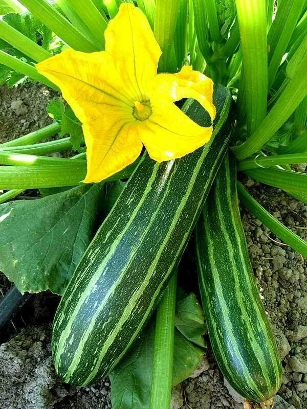 Cocozelle Summer Squash Seeds - Heirloom Cucurbita pepo, Green Striped, Bush-Type, Packet Options