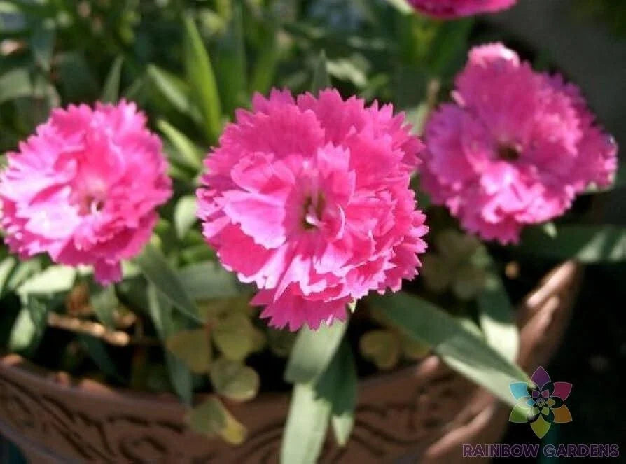 Chinese Pink Carnation Seeds - 200+ Pack, Dianthus chinensis, Pink Flowers, Garden Planting, Non-GMO, USA Grown