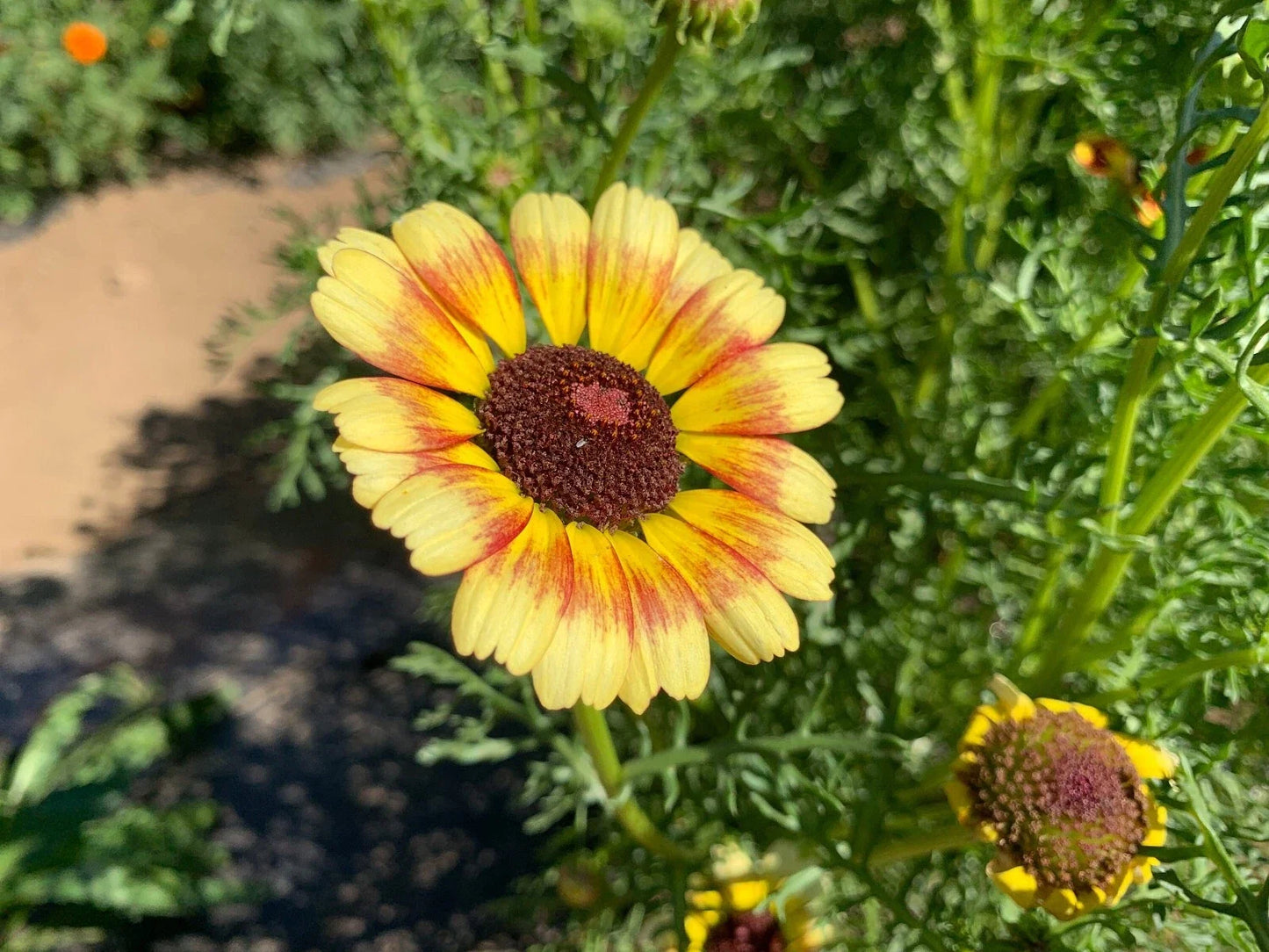 Yellow Red Painted Daisy Seeds - 200+ Non-GMO Garden Seeds - Leucanthemum superbum - Bright Colorful Blooms for Borders & Containers
