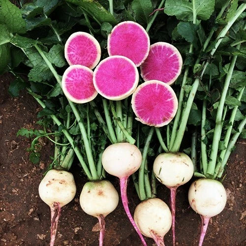 Watermelon Radish Seeds - Pink Center White Daikon Heirloom Vegetable Seeds Raphanus sativus