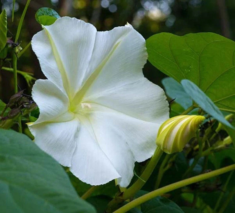 White Morning Glory Seeds, Moonflower Vine, Climbing Plant, Ipomoea alba, Fast Growing Garden Seeds, Free Shipping