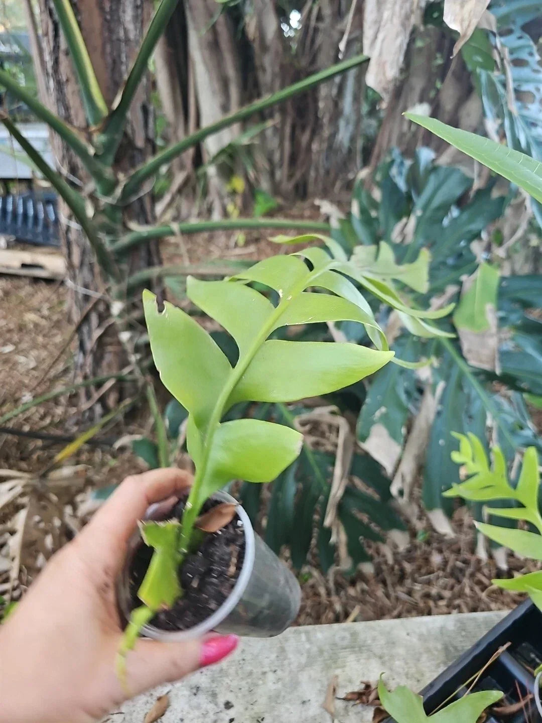 Large Fern Leaf Orchid Cactus (Selenicereus chrysocardium) in 3” Pot - Shark Tooth Plant