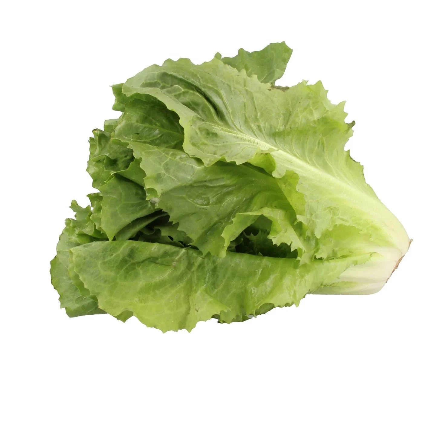 Sugar Loaf Endive Seeds - Non-GMO Heirloom Vegetable Seeds for Urban Gardening, Cichorium endivia, Compact Heads