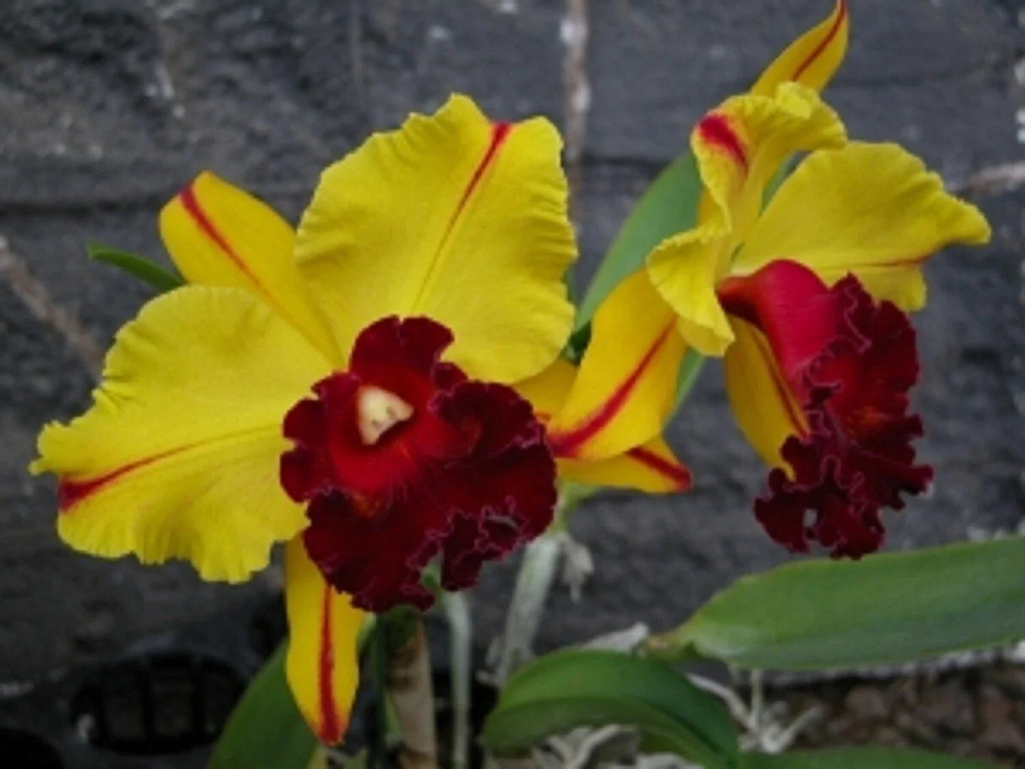 Cattleya Orchid Plant 2.5" Pot Rlc. Toshie Aoki 'Pizazz' AM/AOS - Bright Yellow with Red Lip, Indoor Orchid