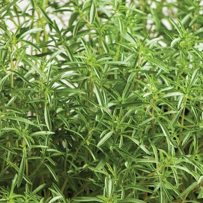 Summer Savory Herb Seeds - 20 Fresh Satureja hortensis Seeds for Culinary Use, Easy to Grow, Free USA Shipping