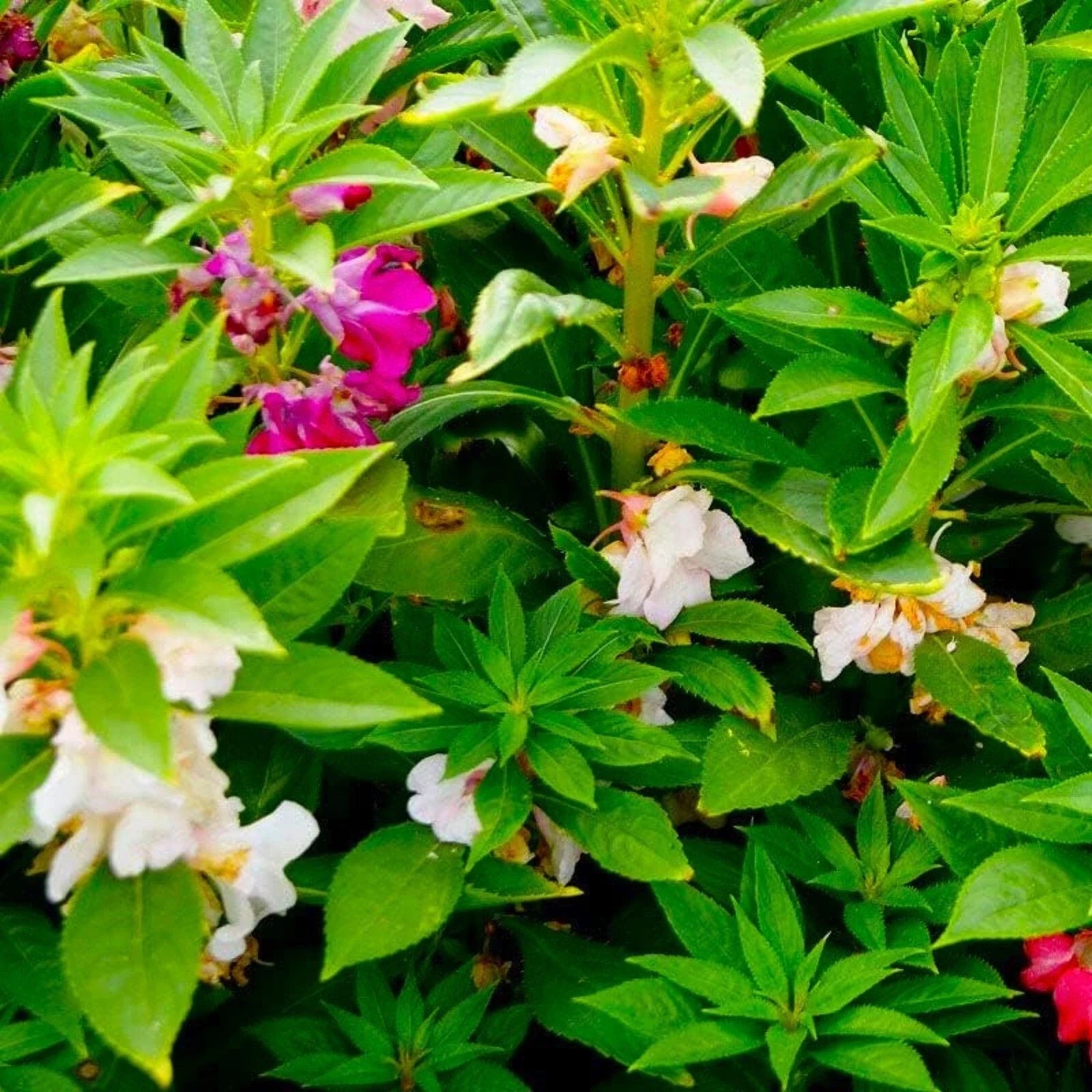Balsam Seeds - 50 Pack - Impatiens walleriana - Colorful Blooms for Shade Gardens - Non-GMO Garden Seeds