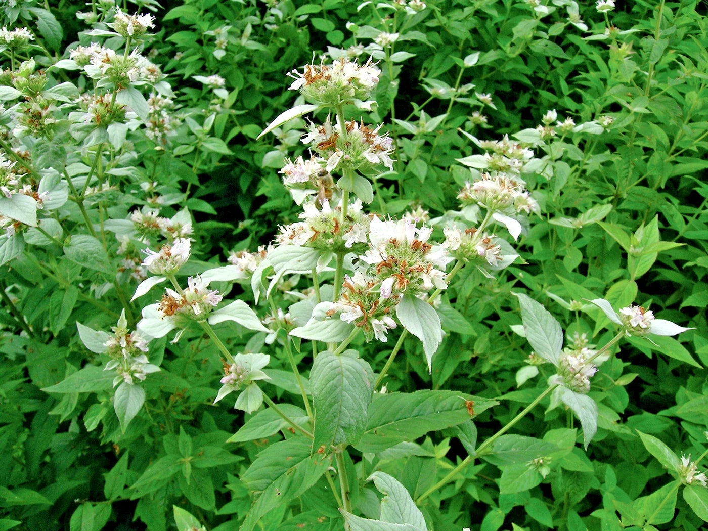 Mountain Mint Seeds - 500+ Pack, Edible Herb, Drought Tolerant, Shade Loving, Pycnanthemum virginianum, Wildflower Seeds