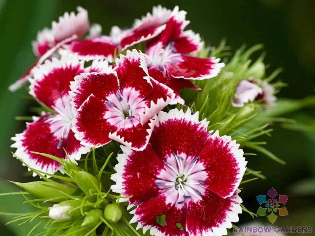 Red Chianti Carnation Seeds - 200+ Pack, Dianthus caryophyllus, Annual Flower for Garden Beds & Borders, USA Grown