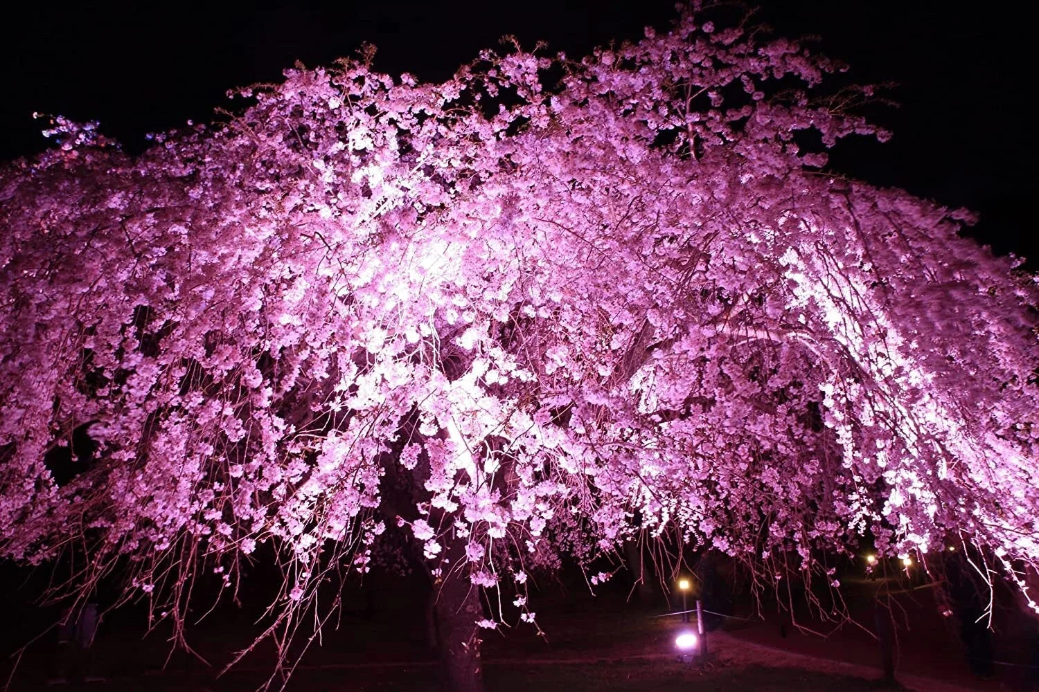Weeping Cherry Tree Seeds - 8 Seeds - Blooming Pink Flowers - Prunus subhirtella 'Pendula'