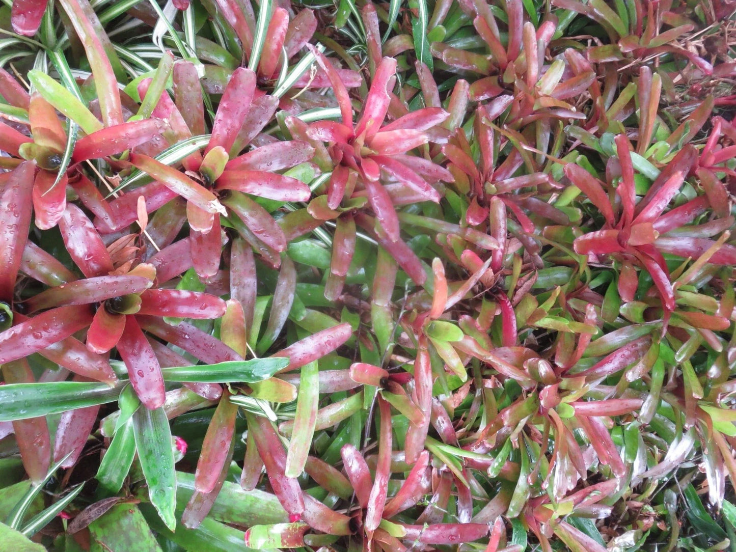 Neoregelia Bromeliad Fireball - 2 Plants, Colorful Indoor Houseplants, Tropical Bromeliads, Neoregelia spp.