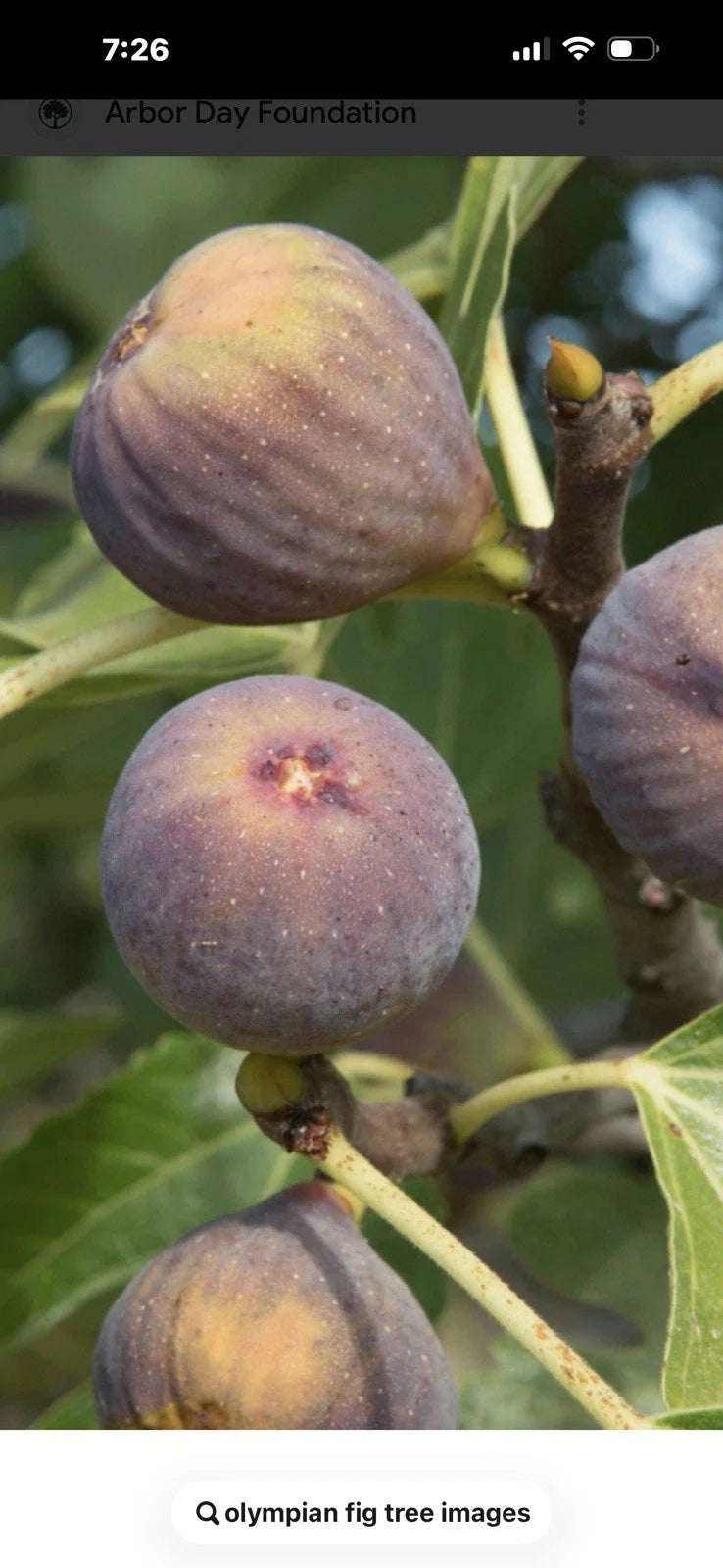 Olympian Fig Tree Cuttings 4-6 Inches Long, Ficus carica 'Olympian' Cold Hardy Fruit Tree, 3 Pack