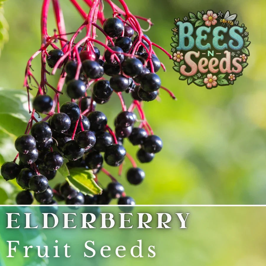 Elderberry Seeds - Non-GMO Sambucus canadensis Fruit Seeds for Growing Berries, Jams, and Syrups - 175/450 Seeds