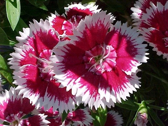 Sweet William Seeds 1333 Pack - Dianthus barbatus Biennial Perennial Flower Seeds for Borders & Garden Displays