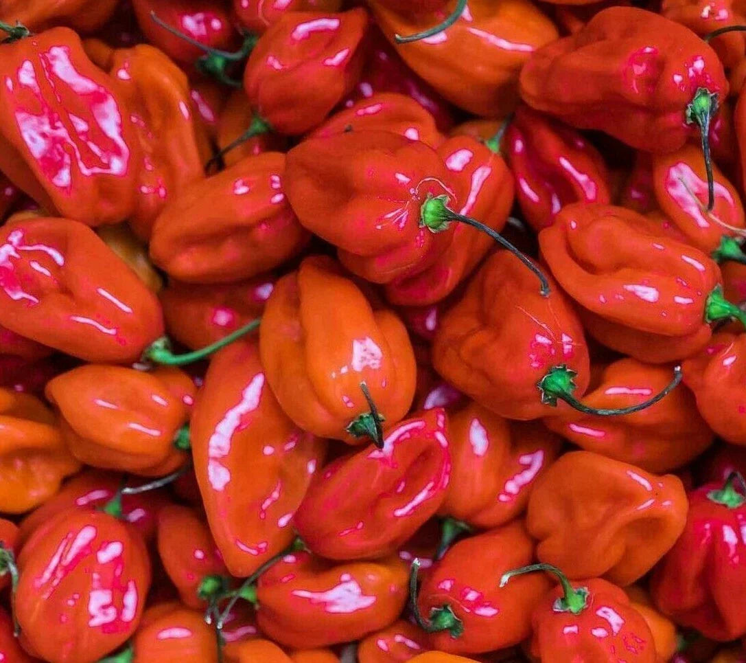 Red Scotch Bonnet Hot Pepper Seeds - 30+ Spicy Caribbean Capsicum chinense