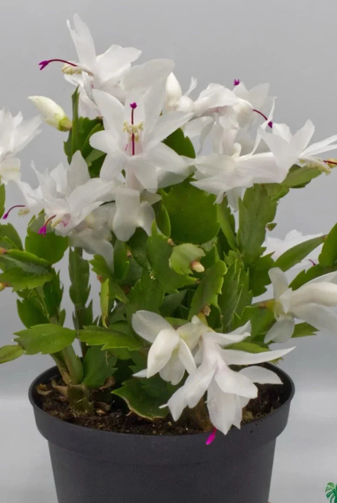 White Schlumbergera Cactus Starter Plant 2025 - Indoor Christmas Cactus with White Blooms
