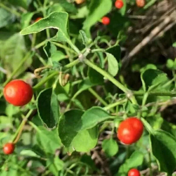 Chiltepin Pepper Seeds | Non-GMO Tepin Chile Pequin | Birds Eye Capsicum annuum | Hot Small Fruity Peppers for Salsas