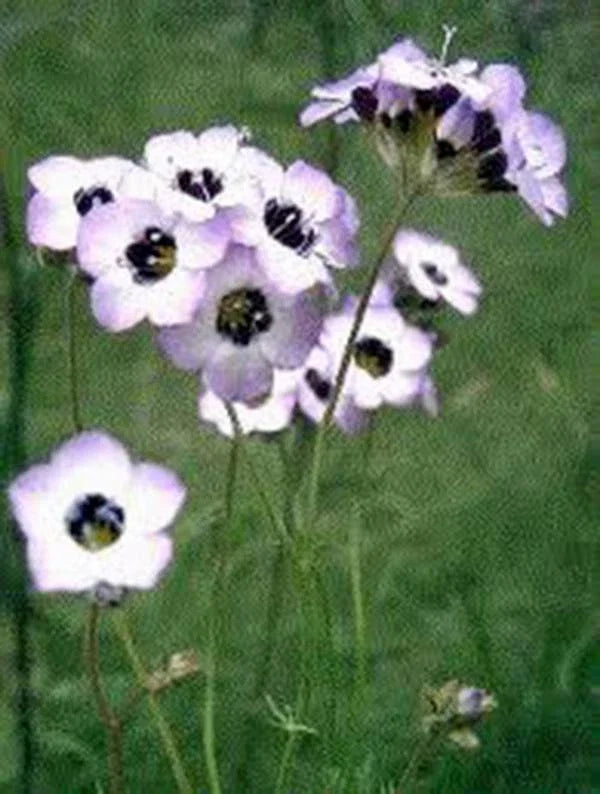 Bird's Eye Gilia Seeds - 1000 Count, Lavender Flowers, Gilia tricolor, Annual Wildflower for Gardens & Pollinators