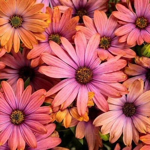 Cape Daisy Seeds - 200+ Purple & Orange Osteospermum Flower Seeds for Garden, Borders & Containers