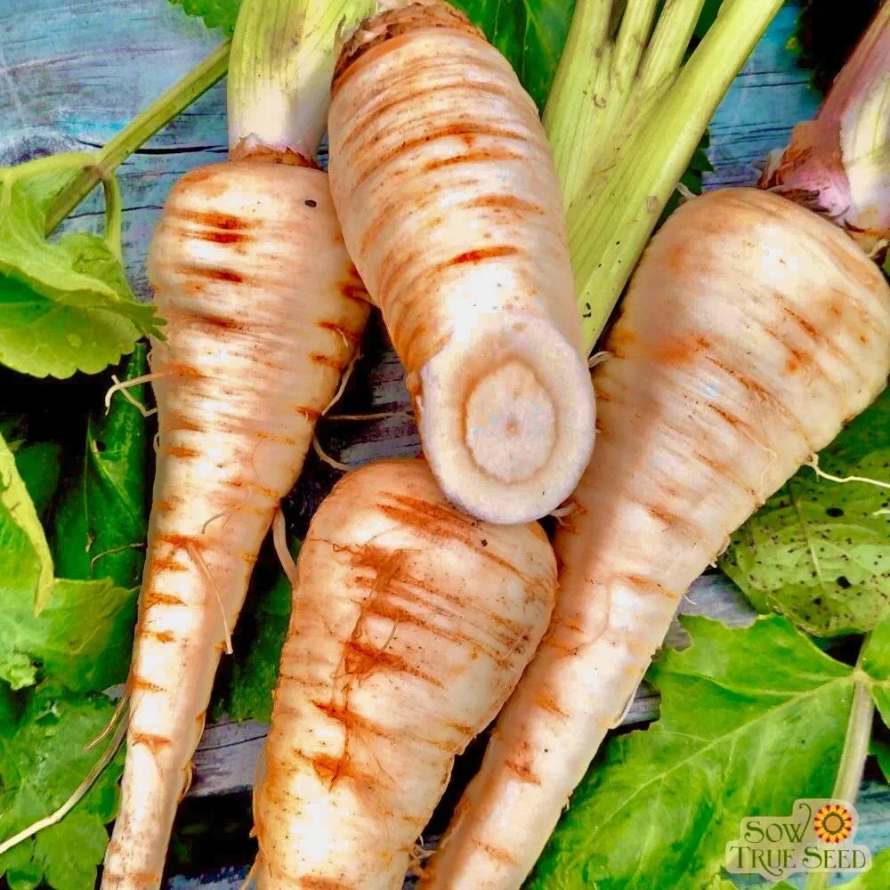 Hollow Crown Parsnip Seeds - 200+ Non-GMO Heirloom Pastinaca sativa for Garden Planting, Rich Flavor, Easy to Grow