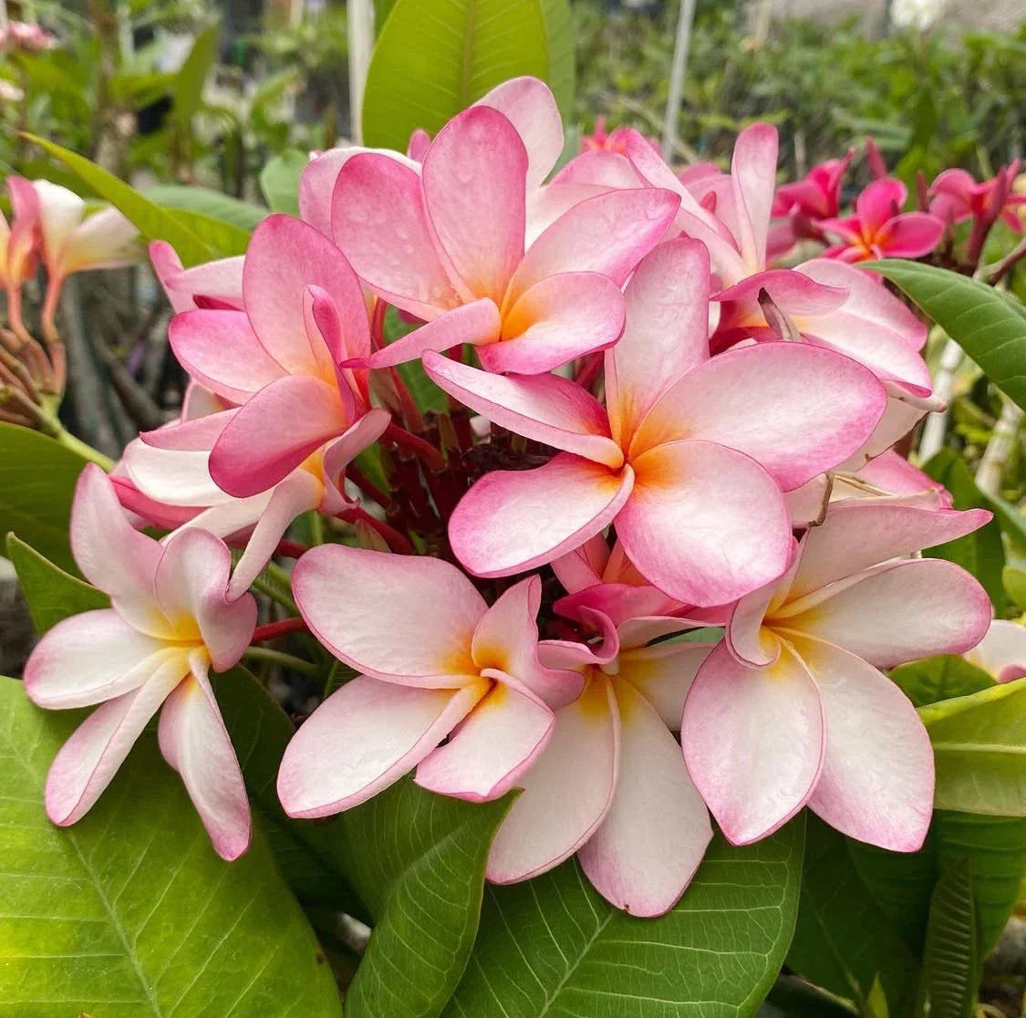 Rooted Plumeria Cutting 13" Maui Breeze with 3 Tips, Tropical Fragrant Flower, Garden or Indoor Plant, Plumeria spp.