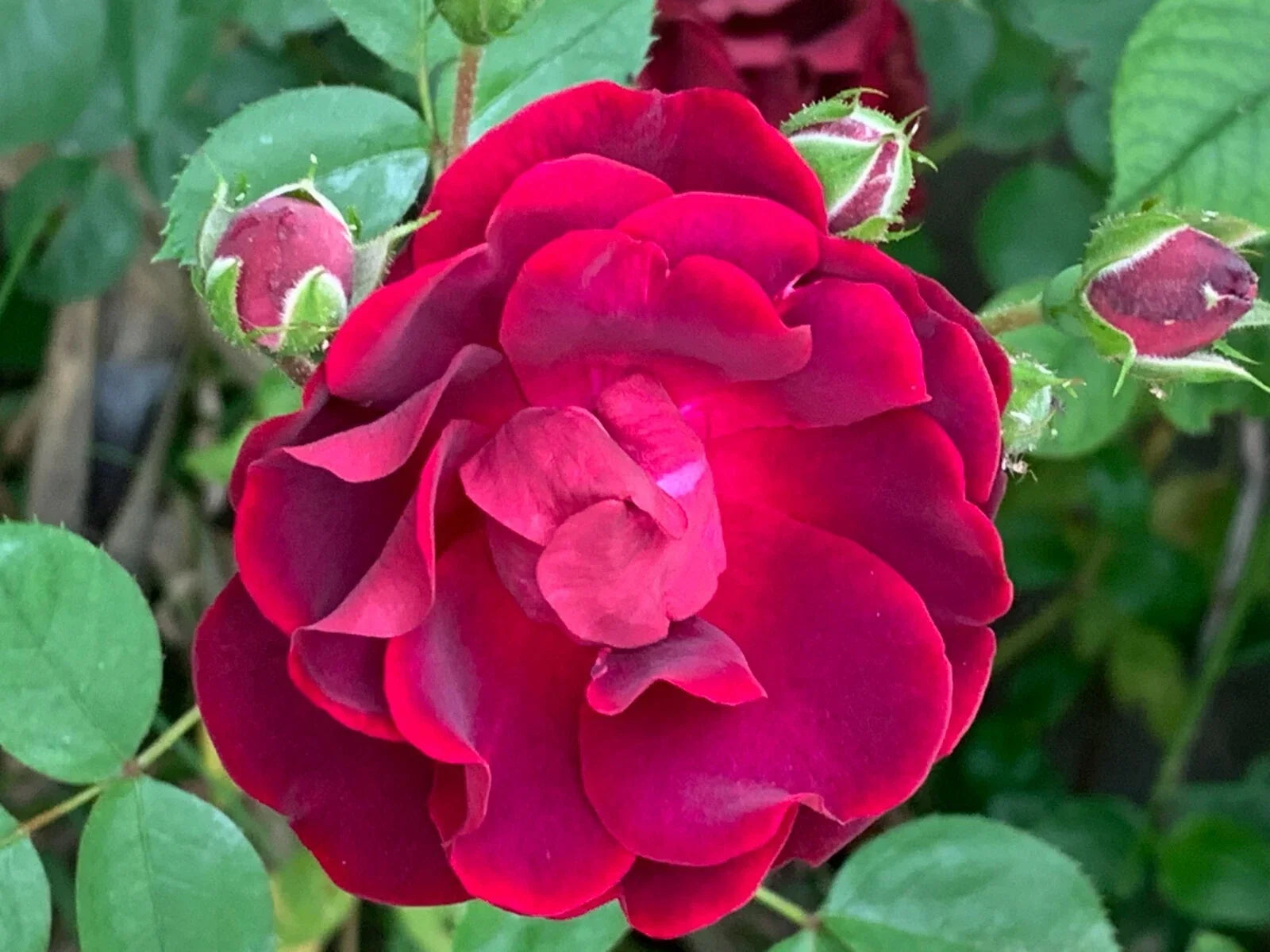 Red Rose Cuttings 5 Pack - Rosa spp. Garden Plants for Planting and Rooting