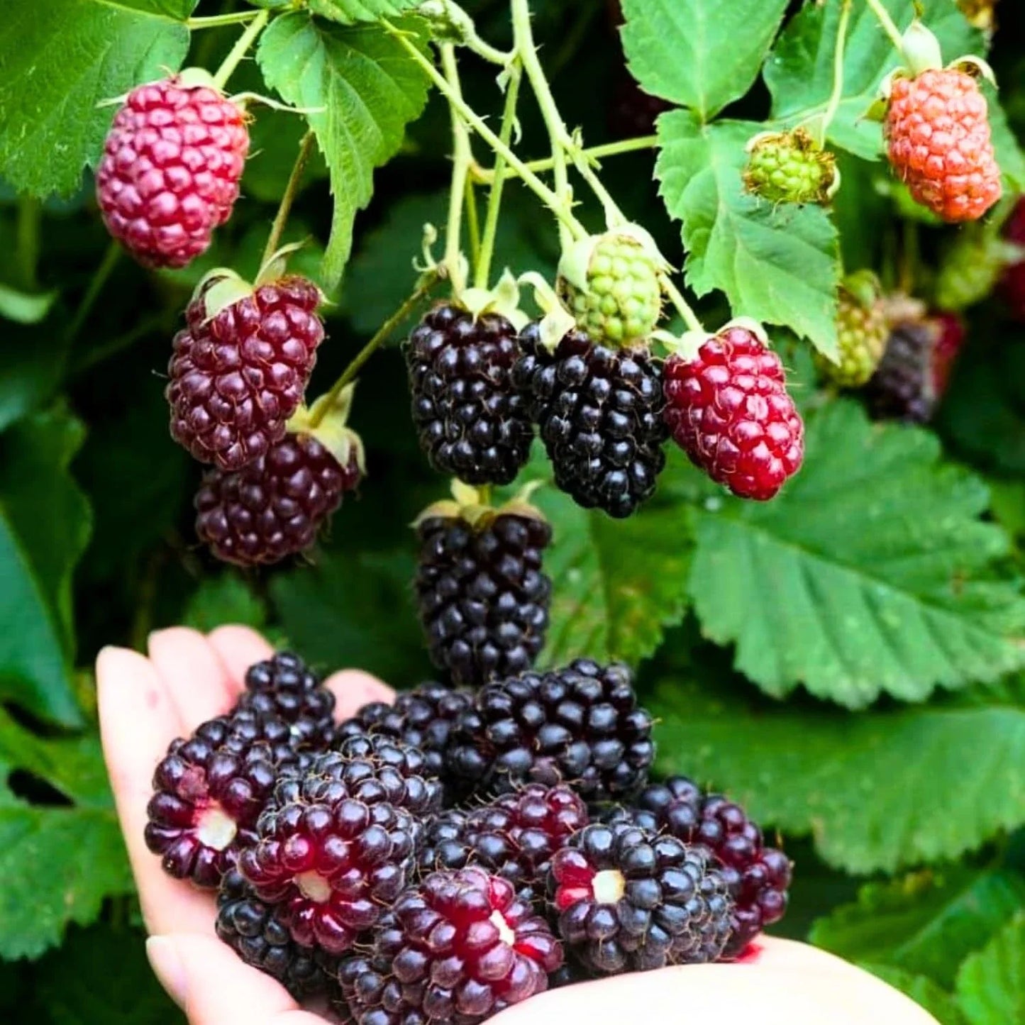 Sweet Boysenberry Seedlings – Live Rooted Rubus ursinus × idaeus Plants for Garden & Patio