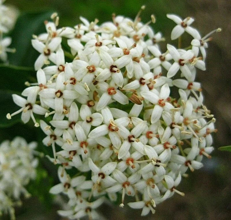 Rough Leaf Dogwood Live Plant 12-24 Inches Cornus drummondii Flowering Shrub for Garden
