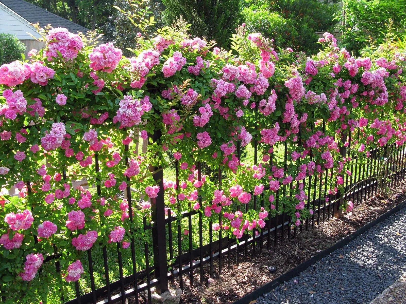 Peggy Martin Rose Cuttings - 5 No Thorn Clippings Rosa 'Peggy Martin' for Garden, Landscape, Climbing, Pink Blooms