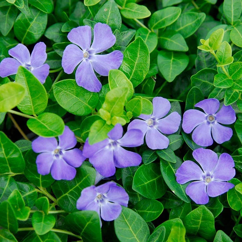 Vinca Minor Vine 4" Potted Plant | Evergreen Periwinkle Groundcover